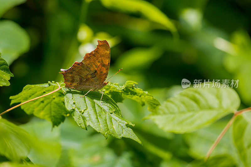 问号蝴蝶(Polygonia querationis)